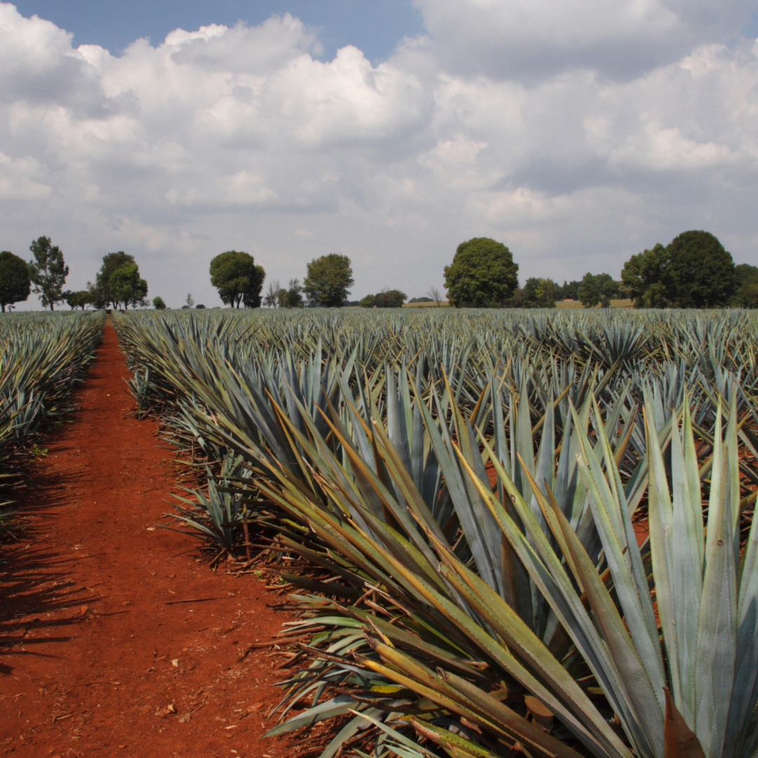 Plantación de Agave — Análisis de Mercado